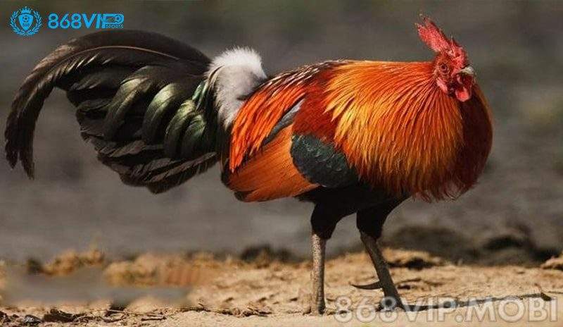 Hãy tìm hiểu xem chiến kê của mình thuộc màu mạng gì? Hãy tìm hiểu xem chiến kê của mình thuộc màu mạng gì?