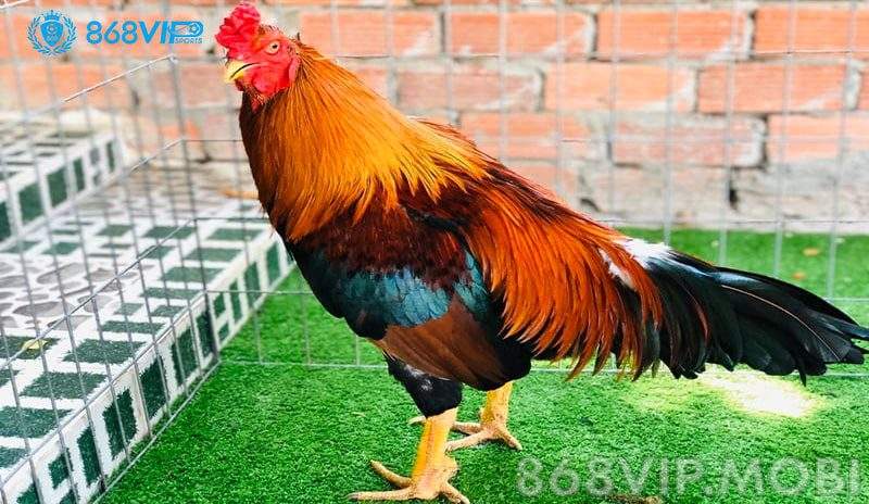 Màu chân gà sẽ quyết định độ đá của chiến kê Màu chân gà sẽ quyết định độ đá của chiến kê