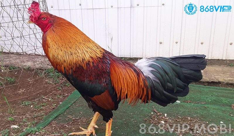 Tất tần tật về màu mạng gà điều Tất tần tật về màu mạng gà điều
