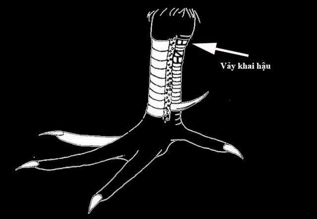 Nuôi gà vảy khai hậu khiến chủ nhân thất vọng tràn trề Nuôi gà vảy khai hậu khiến chủ nhân thất vọng tràn trề
